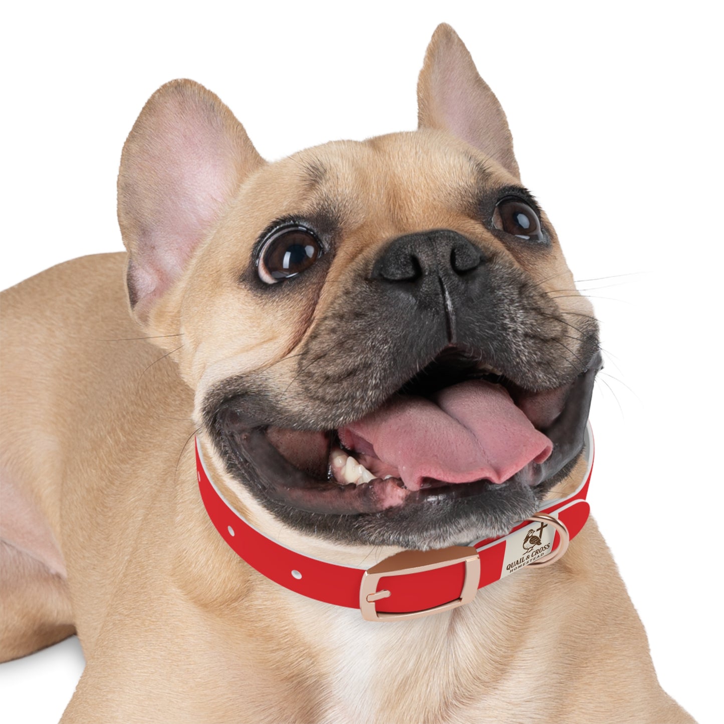 Dog Collar - Quail and Cross Homestead Quail Patrol Design