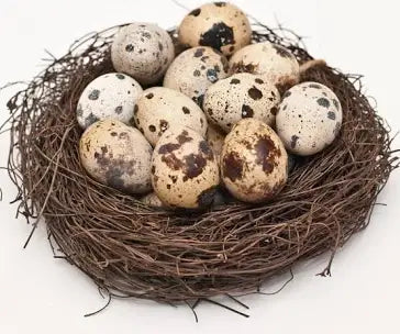 Farm fresh quail eggs