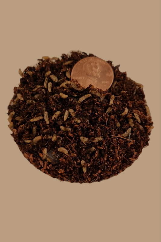 Black soldier fly larvae