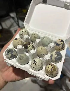 Fertal eggs for hatching