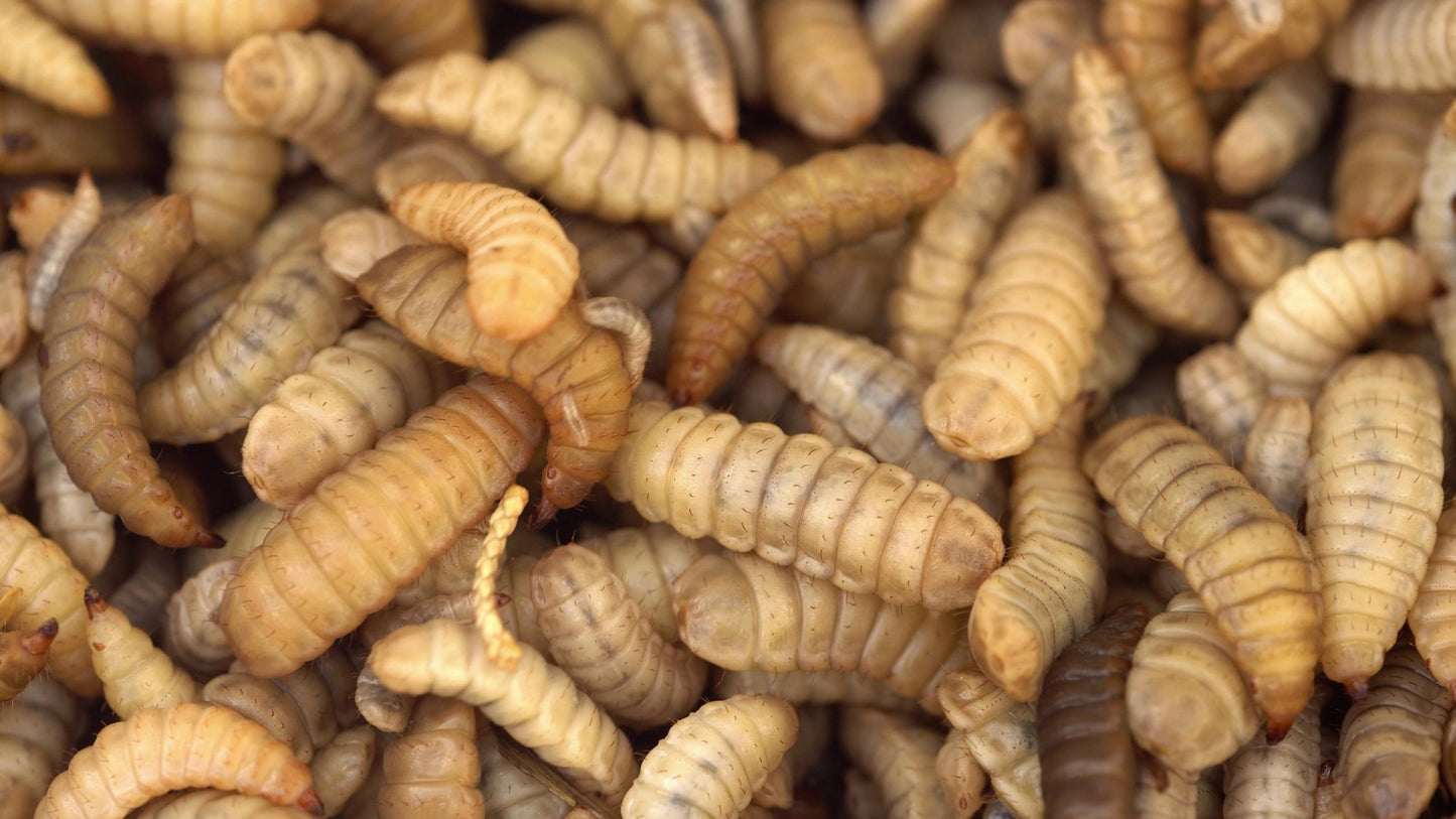 Black soldier fly larvae